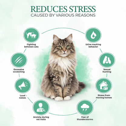 Calm Your Cat Naturally